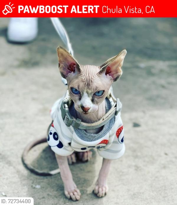 Lost Male Cat last seen Tobias , Chula Vista, CA 91911
