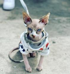 Lost Male Cat last seen Tobias , Chula Vista, CA 91911