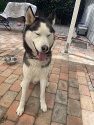 Found/Stray Male Dog last seen Erbes / Thousand Oaks Blvd, Thousand Oaks, CA 91360