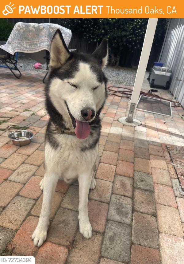 Found/Stray Male Dog last seen Erbes / Thousand Oaks Blvd, Thousand Oaks, CA 91360