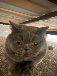 Lost Male Cat last seen Waxhaw Indian Trail Rd & Golden pond Dr , Indian Trail, NC 28079