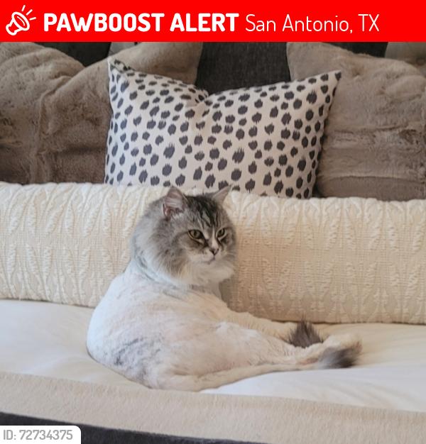 Lost Male Cat last seen Elm Ridge Rd , San Antonio, TX 78230