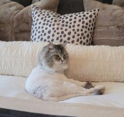 Lost Male Cat last seen Elm Ridge Rd , San Antonio, TX 78230