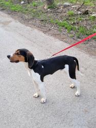 Found/Stray Male Dog last seen On russell cave rd between greenwich and lemons mill road lexington ky, Lexington, KY 40516