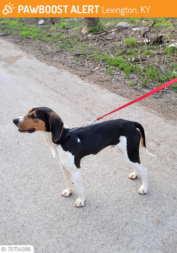 Found/Stray Male Dog last seen On russell cave rd between greenwich and lemons mill road lexington ky, Lexington, KY 40516