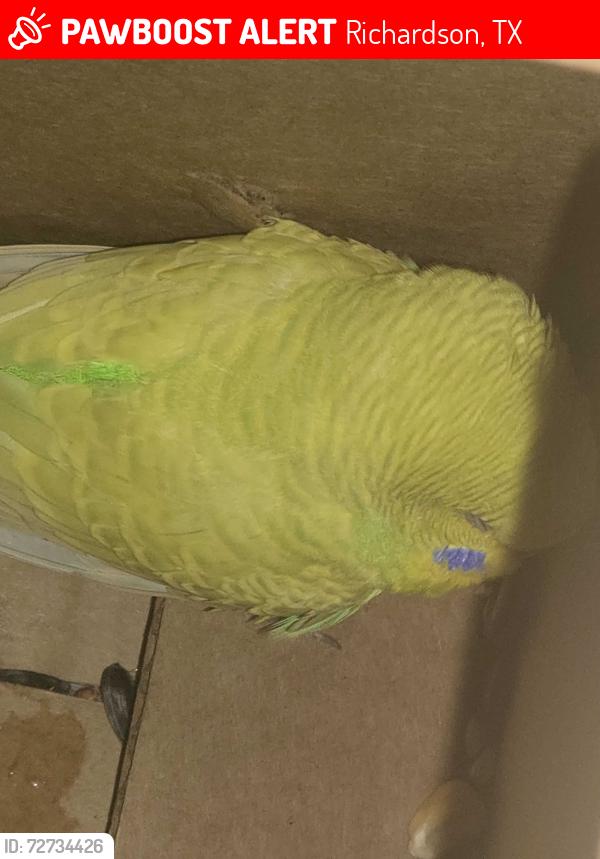 Lost Female Bird last seen Walmart , Richardson, TX 75240