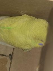 Lost Female Bird last seen Walmart , Richardson, TX 75240