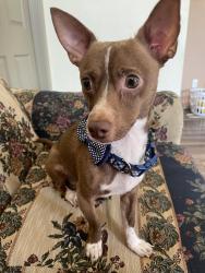 Lost Male Dog last seen Lucas St, & Ironwood, Pharr, TX 78577