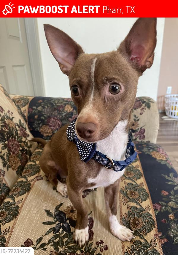 Lost Male Dog last seen Lucas St, & Ironwood, Pharr, TX 78577