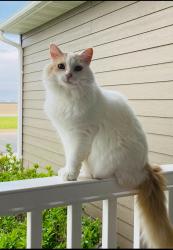 Lost Female Cat last seen Horace, ND, Horace, ND 58047