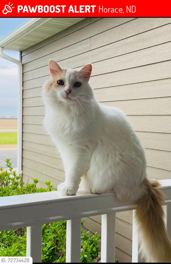 Lost Female Cat last seen Horace, ND, Horace, ND 58047