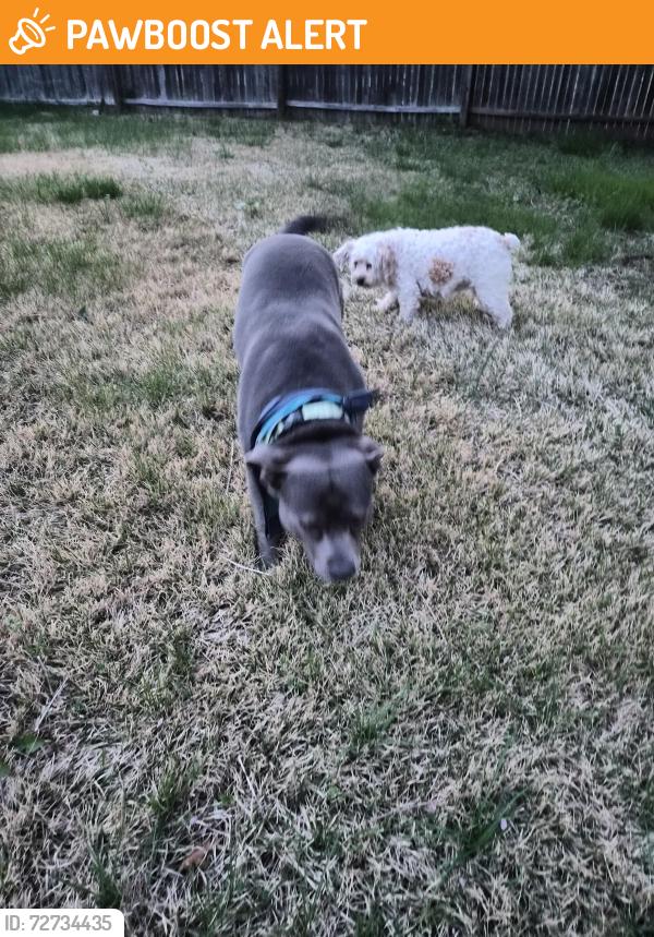 Found/Stray Unknown Dog last seen E Barrett rd fort washington, md 20744 heading west, Fort Washington, MD 20744