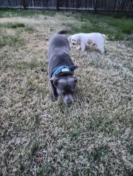 Found/Stray Unknown Dog last seen E Barrett rd fort washington, md 20744 heading west, Fort Washington, MD 20744