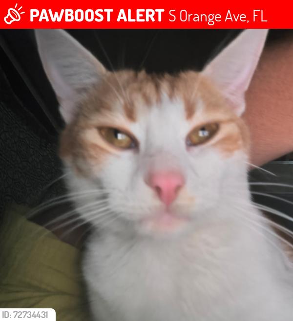 Lost Male Cat last seen Sand lake rd and orange avenue, S Orange Ave, FL 32824