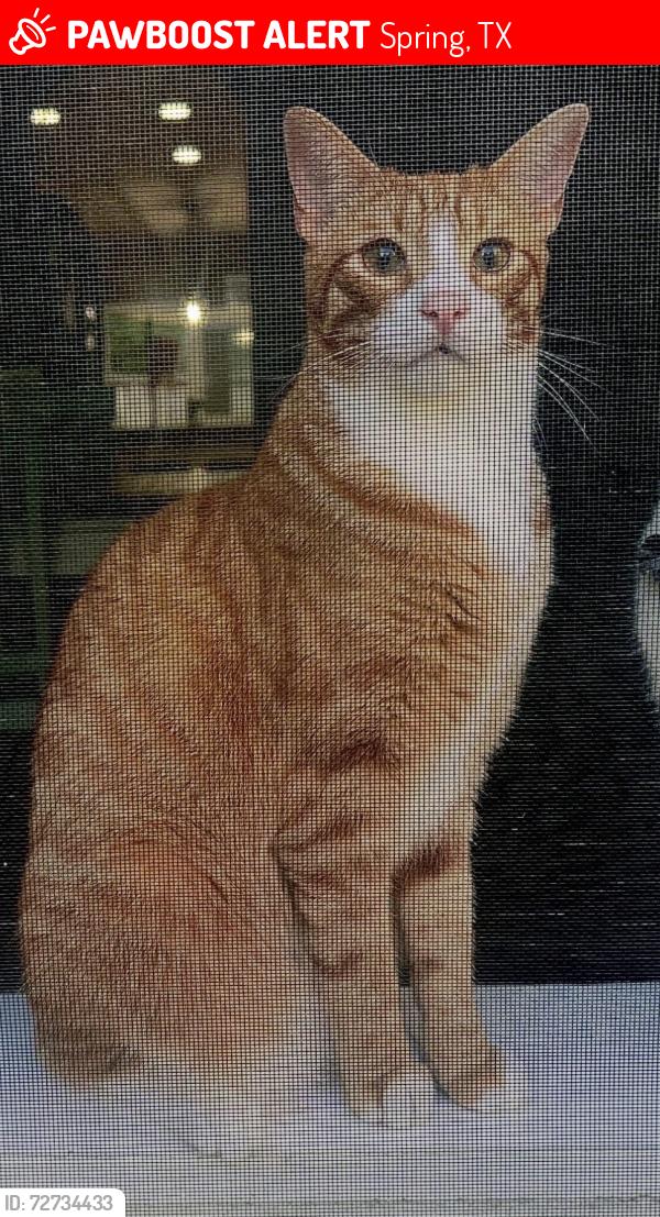 Lost Male Cat last seen Trail bluff lane , Spring, TX 77386