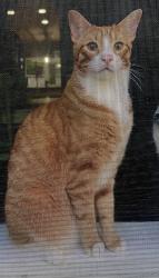 Lost Male Cat last seen Trail bluff lane , Spring, TX 77386