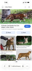 Found/Stray Female Cat last seen Going under cars , Richmond, VA 23220
