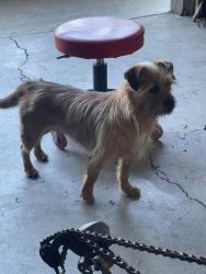 Found/Stray Female Dog last seen Lincoln center, Stockton, CA 95207