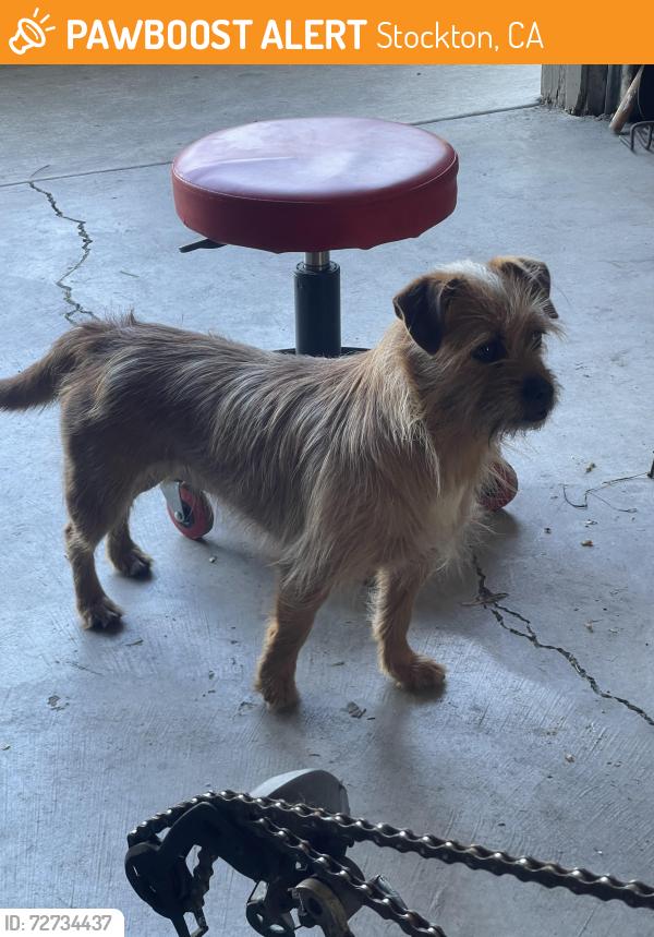 Found/Stray Female Dog last seen Lincoln center, Stockton, CA 95207