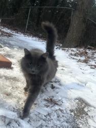 Lost Male Cat last seen Fairforest rd close to rossys delicias, Spartanburg, SC 29301