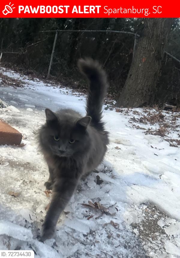 Lost Male Cat last seen Fairforest rd close to rossys delicias, Spartanburg, SC 29301
