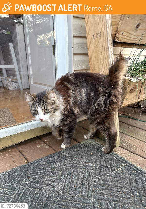 Found/Stray Unknown Cat last seen potts road, Rome, GA 30161