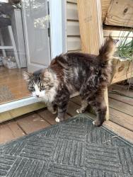 Found/Stray Unknown Cat last seen potts road, Rome, GA 30161