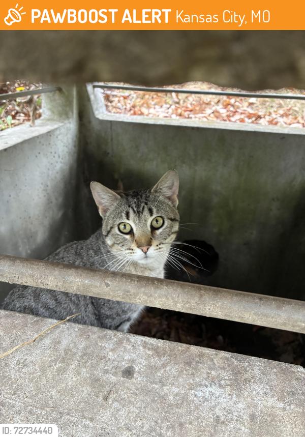 Found/Stray Male Cat last seen The parking lot by the main entrance of the zoo, Kansas City, MO 64132