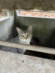 Found/Stray Male Cat last seen The parking lot by the main entrance of the zoo, Kansas City, MO 64132