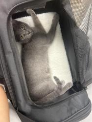 Lost Female Cat last seen Capri Harbor Dr, Wimauma, FL 33598