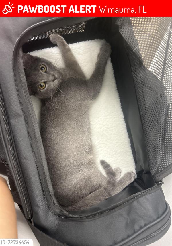 Lost Female Cat last seen Capri Harbor Dr, Wimauma, FL 33598