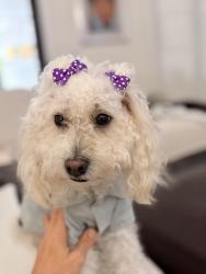 Lost Female Dog last seen Near s military trail, Boca Raton, FL, Boca Raton, FL 33486