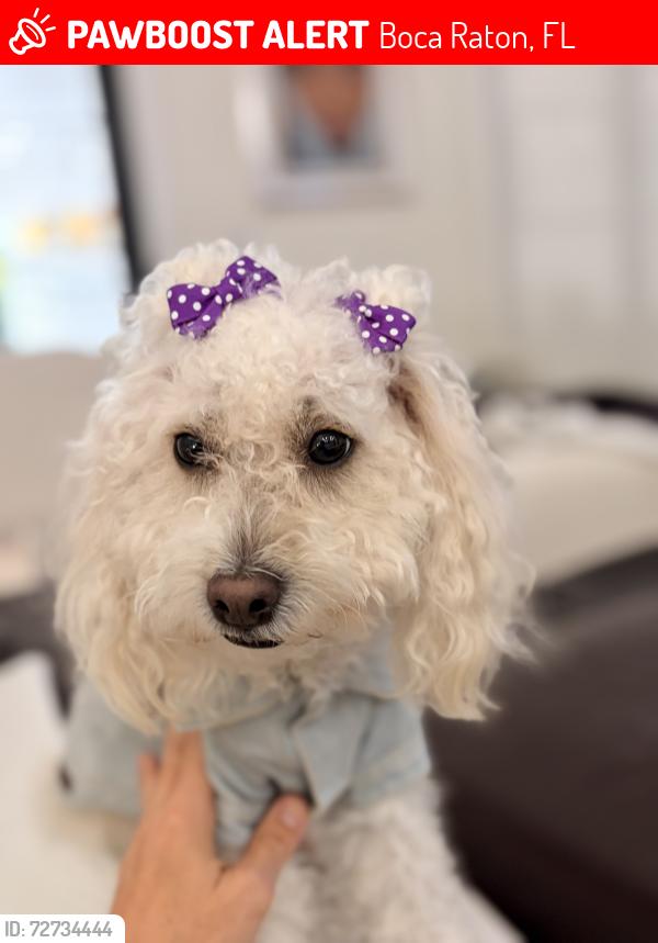 Lost Female Dog last seen Near s military trail, Boca Raton, FL, Boca Raton, FL 33486