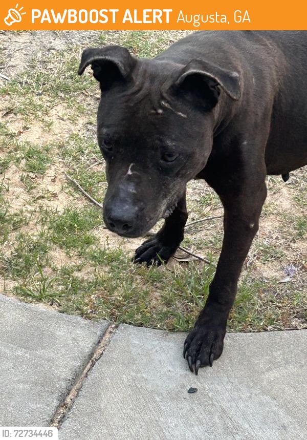 Found/Stray Female Dog last seen Bellingham Drive & Inverness Drive, Hephzibah, GA 30815