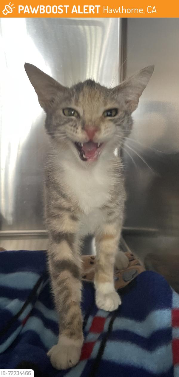 Found/Stray Female Cat last seen Near block of Freeman Ave, Hawthorne, CA 90250
