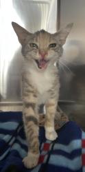 Found/Stray Female Cat last seen Near block of Freeman Ave, Hawthorne, CA 90250