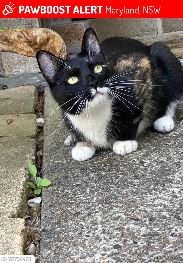 Lost Female Cat last seen Willis way Maryland NSW, Maryland, NSW 2287