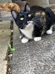 Lost Female Cat last seen Willis way Maryland NSW, Maryland, NSW 2287
