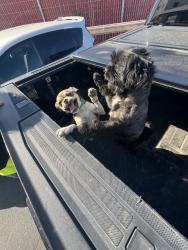 Found/Stray Female Dog last seen 2nd st, Bakersfield, CA 93301