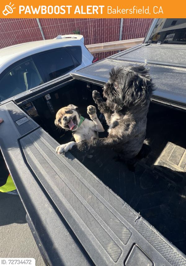 Found/Stray Female Dog last seen 2nd st, Bakersfield, CA 93301