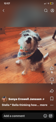 Lost Female Dog last seen cedar grove rd , Arkadelphia, AR 71923