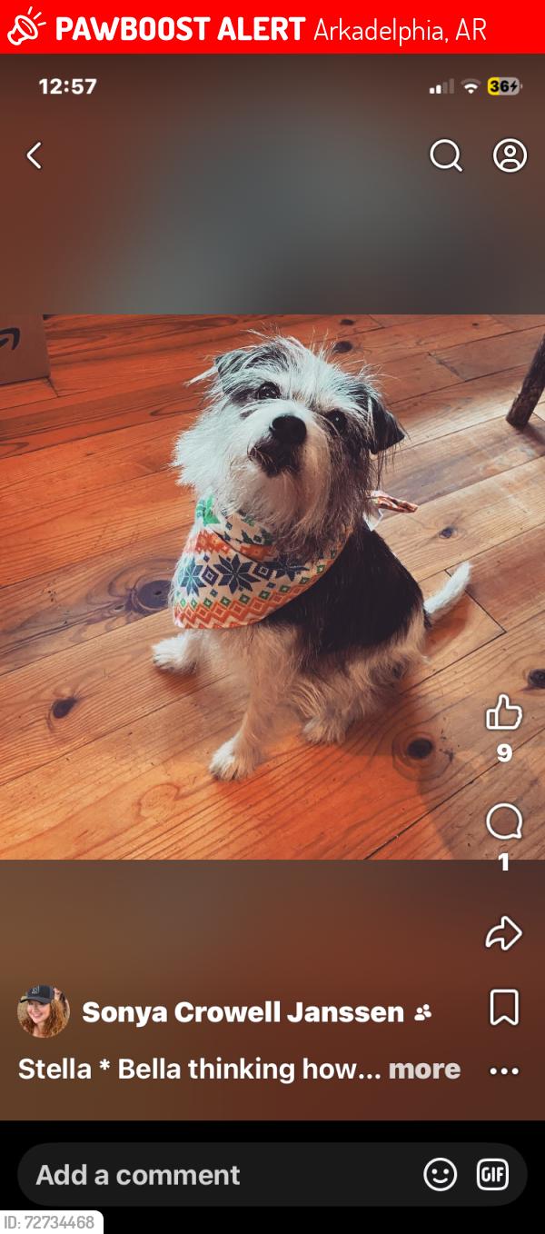 Lost Female Dog last seen cedar grove rd , Arkadelphia, AR 71923