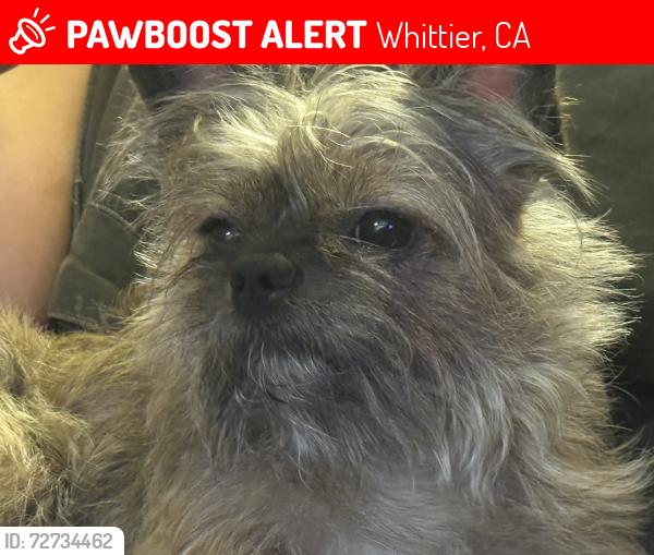 Lost Male Dog last seen Laurel/ Lakeland, Whittier, CA 90605
