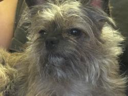 Lost Male Dog last seen Laurel/ Lakeland, Whittier, CA 90605