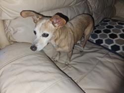 Found/Stray Female Dog last seen Hunting Hills West Neighborhood, Knoxville, TN 37923