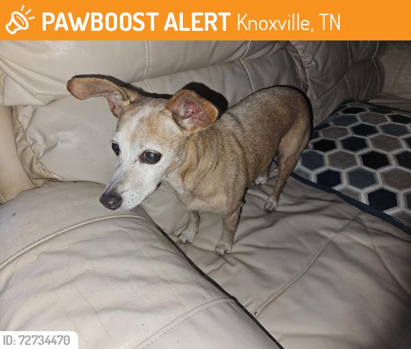 Found/Stray Female Dog last seen Hunting Hills West Neighborhood, Knoxville, TN 37923