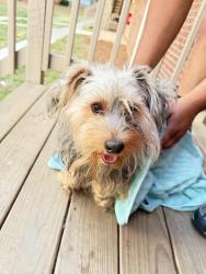 Found/Stray Male Dog last seen West broad street , Athens, GA 30603
