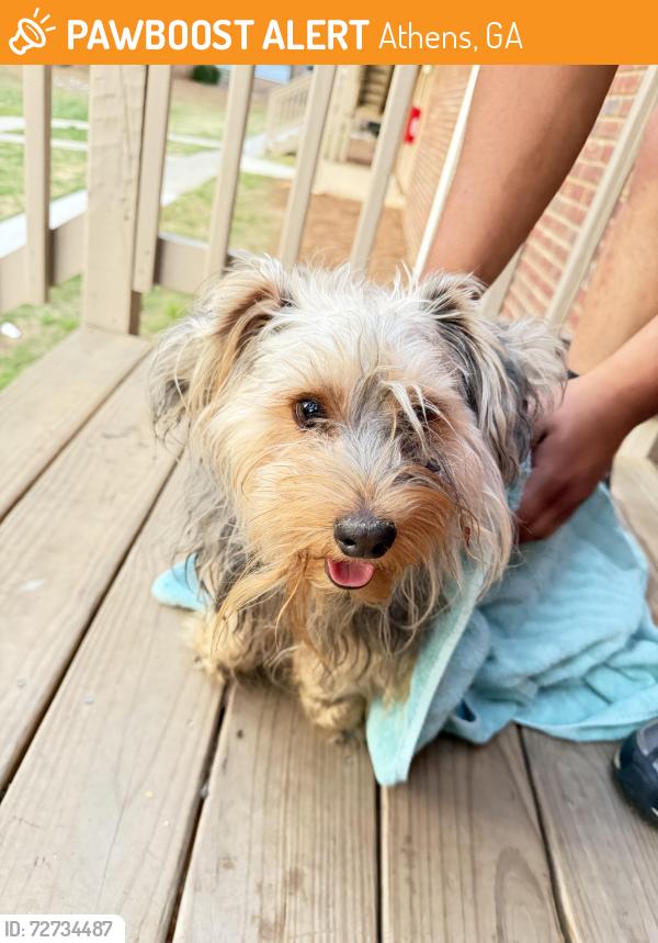 Found/Stray Male Dog last seen West broad street , Athens, GA 30603