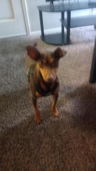 Lost Male Dog last seen Santa Fe St , Hemet, CA 92543
