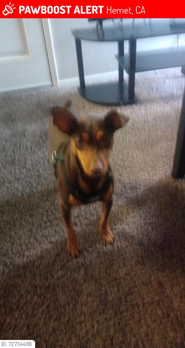 Lost Male Dog last seen Santa Fe St , Hemet, CA 92543
